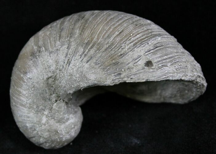 Gryphaea (Devil's Toenail) Fossil Oyster - Jurassic #25978